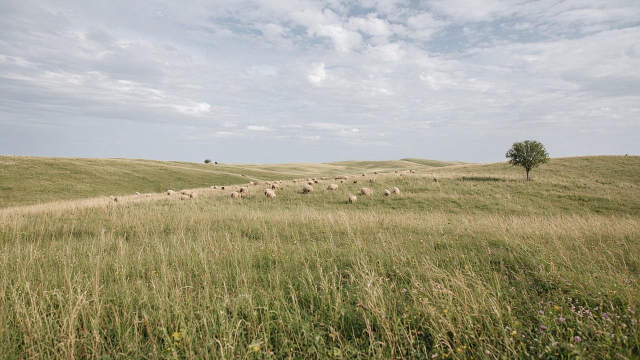 Offene Hochweiden der Rhön mit grasigem Plateau und weitem Horizont